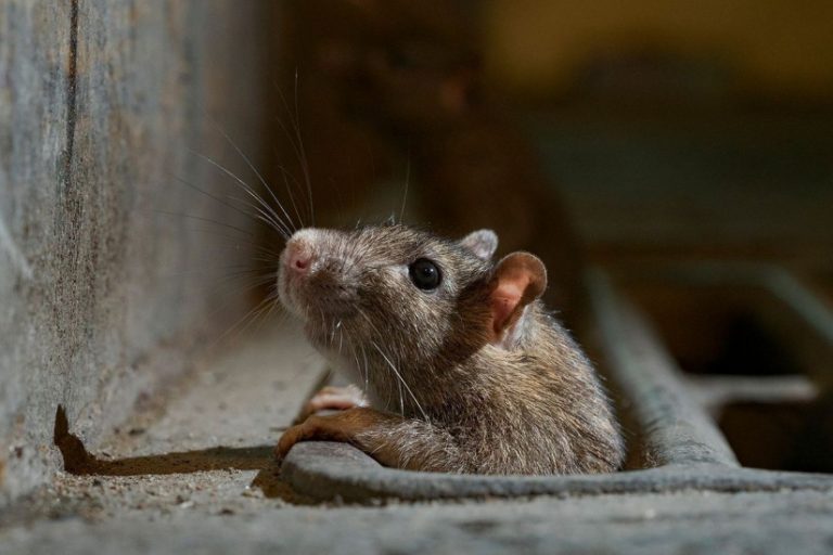 Combien De Rat Par Habitant A Paris Entre le bien-être du rat d’égout et la santé publique, faut-il choisir